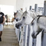 Piękne araby będzie można podziwiać w Michałowie