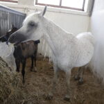 16.08.2022 Michałów. Stadnina koni. Dzień otwarty dla zwiedzających / Fot. Jarosław Kubalski - Radio Kielce