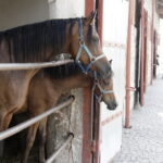 16.08.2022 Michałów. Stadnina koni. Dzień otwarty dla zwiedzających / Fot. Jarosław Kubalski - Radio Kielce