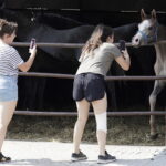 16.08.2022 Michałów. Stadnina koni. Dzień otwarty dla zwiedzających / Fot. Jarosław Kubalski - Radio Kielce