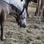 16.08.2022 Michałów. Stadnina koni. Dzień otwarty dla zwiedzających / Fot. Jarosław Kubalski - Radio Kielce
