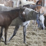 16.08.2022 Michałów. Stadnina koni. Dzień otwarty dla zwiedzających / Fot. Jarosław Kubalski - Radio Kielce