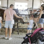 16.08.2022 Michałów. Stadnina koni. Dzień otwarty dla zwiedzających / Fot. Jarosław Kubalski - Radio Kielce