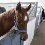 16.08.2022 Michałów. Stadnina koni. Dzień otwarty dla zwiedzających / Fot. Jarosław Kubalski - Radio Kielce