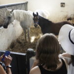 16.08.2022 Michałów. Stadnina koni. Dzień otwarty dla zwiedzających / Fot. Jarosław Kubalski - Radio Kielce