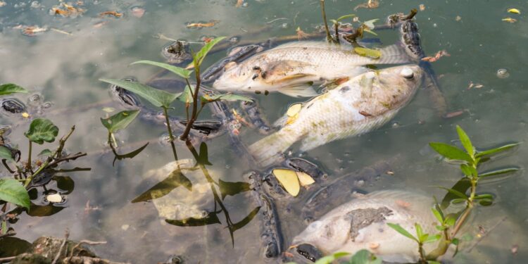 Śnięte ryby w oczku wodnym. Sprawa zgłoszona policji