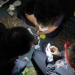 Pomiary i dentyfikacja schwytanego nietoperza / Fot. Łukasz Misiuna