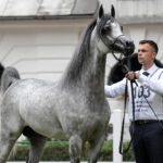 Janów Podlaski. Narodowy Pokaz Koni Czystej Krwi Arabskiej. Na zdjęciu: Ptolemeusz – pierwsze miejsce w klasie X ogierów 4-6-letnich (prezenter – Paweł Syliwoniuk) / Fot. Karolina Misztal