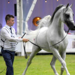 Janów Podlaski. Narodowy Pokaz Koni Czystej Krwi Arabskiej. Na zdjęciu: Złoty Medal – pierwsze miejsce w klasie XI ogierów 7-letnich i starszych (prezenter – Artur Łojowski) / Fot. Karolina Misztal