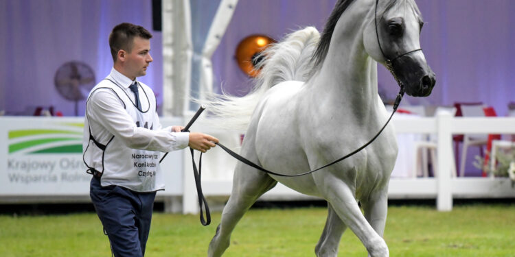 Janów Podlaski. Narodowy Pokaz Koni Czystej Krwi Arabskiej. Na zdjęciu: Złoty Medal – pierwsze miejsce w klasie XI ogierów 7-letnich i starszych (prezenter – Artur Łojowski) / Fot. Karolina Misztal
