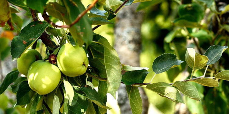 Sierpień w sadzie. Ekspert radzi, jakie prace i zabiegi trzeba wykonać - Radio Kielce