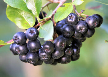 Aronia gotowa do zbioru. Dlaczego nazywana jest superfoods? - Radio Kielce
