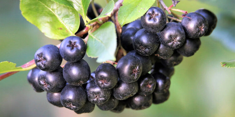 Aronia gotowa do zbioru. Dlaczego nazywana jest superfoods? - Radio Kielce