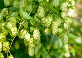 Jest pomoc dla producentów chmielu. Jakie są zasady? - Radio Kielce