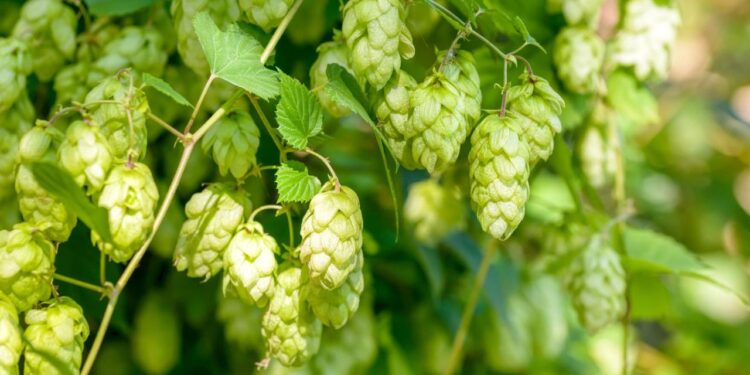 Jest pomoc dla producentów chmielu. Jakie są zasady? - Radio Kielce Jest pomoc dla producentów chmielu. Jakie są zasady? - Radio Kielce