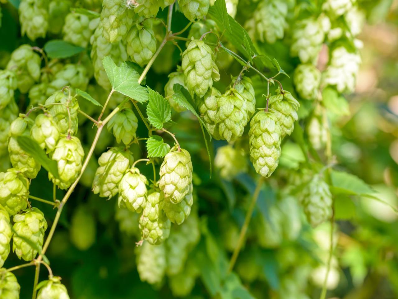 Jest pomoc dla producentów chmielu. Jakie są zasady? - Radio Kielce Jest pomoc dla producentów chmielu. Jakie są zasady? - Radio Kielce