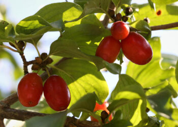 Zbiory na plantacjach derenia. Niedoceniany przez lata krzew ma wiele zalet - Radio Kielce