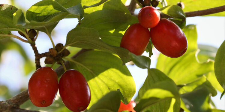 Zbiory na plantacjach derenia. Niedoceniany przez lata krzew ma wiele zalet - Radio Kielce