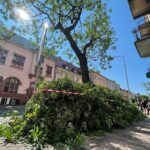 04.08.2022. Kielce. Przycinanie gałęzi drzew rosnących przy ul. Paderewskiego / Fot. Wiktor Taszłow - Radio Kielce