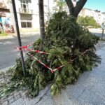 04.08.2022. Kielce. Przycinanie gałęzi drzew rosnących przy ul. Paderewskiego / Fot. Wiktor Taszłow - Radio Kielce