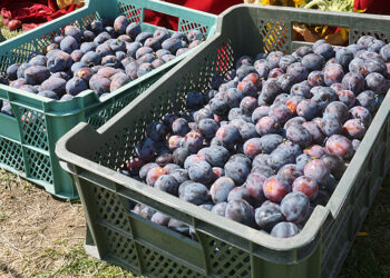 Ceny na targowicy w Końskich (4.08.2022) - Radio Kielce