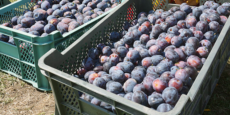 Ceny na targowicy w Końskich (4.08.2022) - Radio Kielce