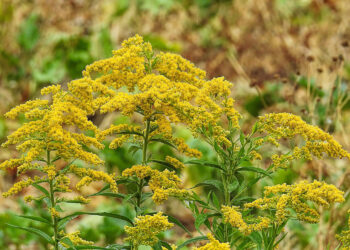 Kwitnie nawłoć – polska mimoza zapowiada… jesień. Jest pożyteczna dla ludzi i owadów - Radio Kielce