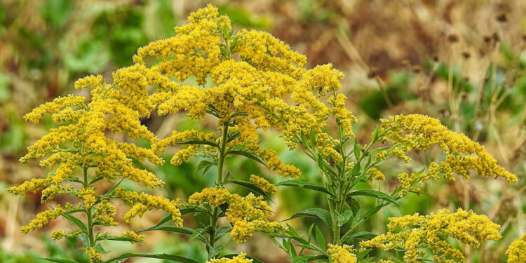 Kwitnie nawłoć – polska mimoza zapowiada… jesień. Jest pożyteczna dla ludzi i owadów - Radio Kielce Kwitnie nawłoć – polska mimoza zapowiada… jesień. Jest pożyteczna dla ludzi i owadów - Radio Kielce