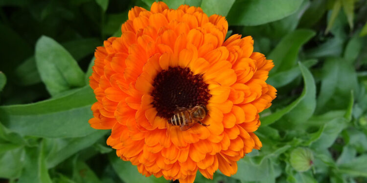 Jak założyć plantację nagietka lekarskiego. Rolnicy doceniają tę roślinę - Radio Kielce