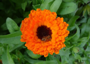 Jak założyć plantację nagietka lekarskiego. Rolnicy doceniają tę roślinę - Radio Kielce