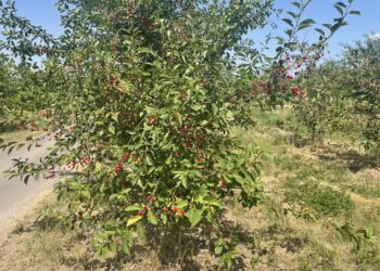 Co słychać w sadach w sierpniu? Ekspert z ŚODR ma nowe zalecenia dla sadowników - Radio Kielce