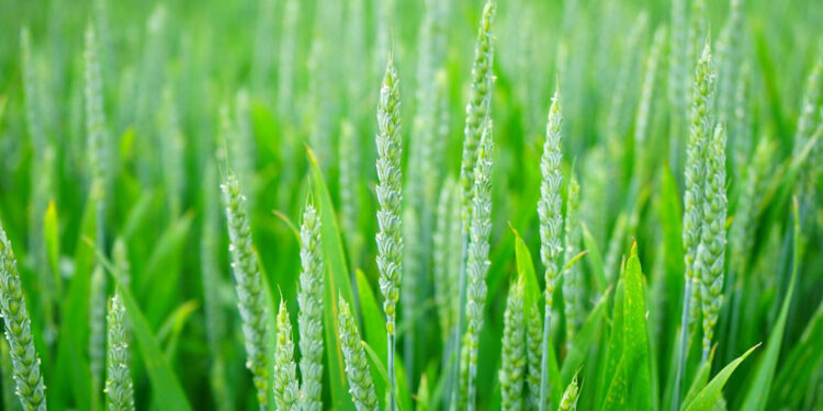 Najlepiej plonujące pszenice ozime w doświadczeniu PDO 2021/2022 - Radio Kielce