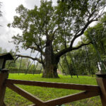 23.08.2022. Zagnańsk. Dąb Bartek. / Fot. Wiktor Taszłow - Radio Kielce