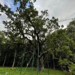 23.08.2022. Zagnańsk. Dąb Bartek. / Fot. Wiktor Taszłow - Radio Kielce