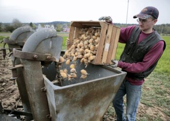 Szerszy zakres czynności świadczonych przez pomocnika rolnika – obywatela Ukrainy - Radio Kielce