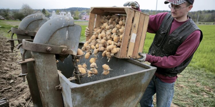 Szerszy zakres czynności świadczonych przez pomocnika rolnika – obywatela Ukrainy - Radio Kielce