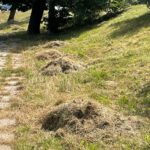 04.08.2022. Kielce. Kopki siana przy ulicy Krakowskiej / Fot. Paulina Michta - Radio Kielce