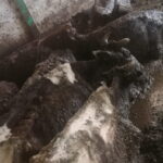 Fot. OTOZ Animals inspektorat w Olsztynie - Facebook