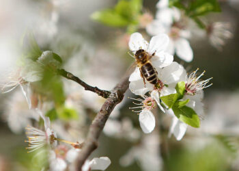 Mniej miodu. Upał skrócił kwitnienie roślin - Radio Kielce