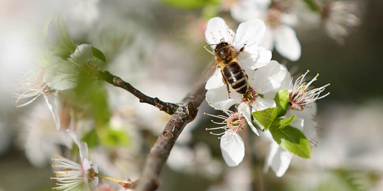 Mniej miodu. Upał skrócił kwitnienie roślin - Radio Kielce