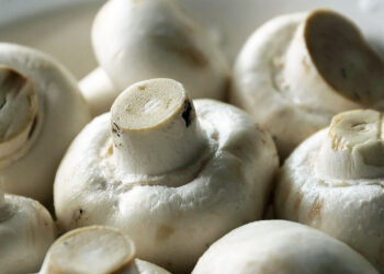 Grudzień to najlepszy miesiąc dla pieczarek - Radio Kielce