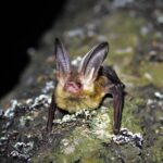 Nocek Bechsteina / Fot. Zuzanna Wikar