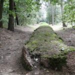 Fot. Nadleśnictwo Koło