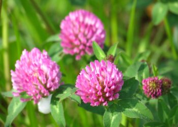 Koniczyna czerwona i biała dla zwierząt gospodarskich i zdrowia ludzi - Radio Kielce