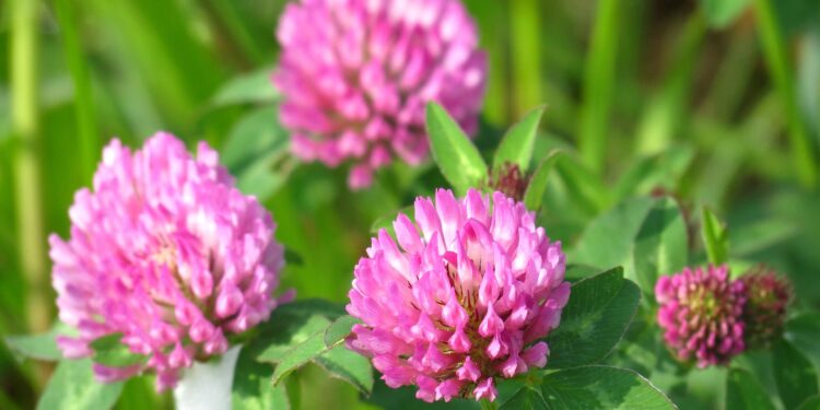 Koniczyna czerwona i biała dla zwierząt gospodarskich i zdrowia ludzi - Radio Kielce