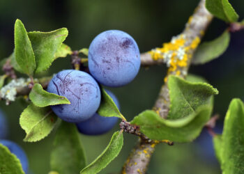 Tarnina – teraz jest najlepszy czas na jej zbieranie - Radio Kielce