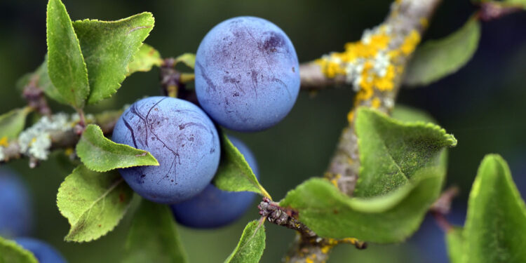 Tarnina – teraz jest najlepszy czas na jej zbieranie - Radio Kielce