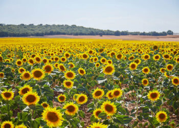 Plantacja słonecznika w powiecie ostrowieckim. Kto ją prowadzi i dlaczego? - Radio Kielce