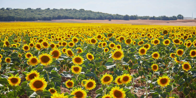 Plantacja słonecznika w powiecie ostrowieckim. Kto ją prowadzi i dlaczego? - Radio Kielce