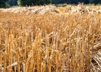 Nasi rolnicy zadowoleni z tegorocznych żniw. Chwalą pogodę i plonowanie - Radio Kielce